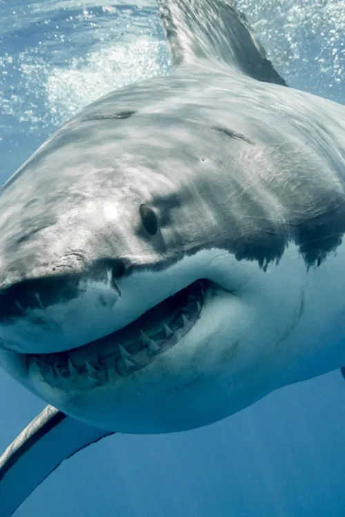 World's Biggest Great White Shark