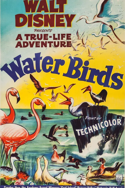 Water Birds